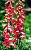 Digitalis purpurea