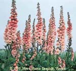 Digitalis purpurea ‘Apricot’