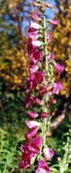 Digitalis purpurea 'Gloxiniaeflora'