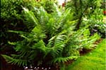 Dryopteris filix-mas