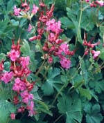 Geranium macrorrhizum