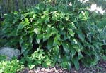 Hosta lancifolia
