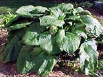 Hosta sieboldiana var. ‘Elegans’