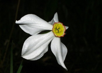 Narcis poeticus-hybrid ‘Actaea’
