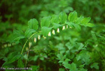 Polygonatum multiflorum