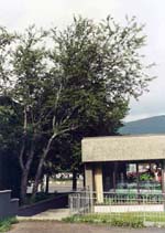 Prunus padus