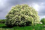 Prunus padus