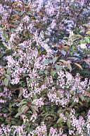 Prunus padus 'Colorata'