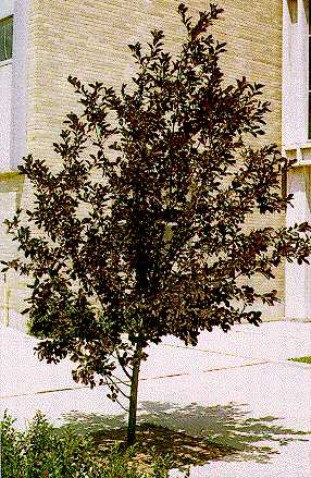 Prunus virginiana ‘Canada Red’