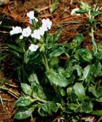 Pulmonaria officinalis ‘Sissinghurst White’