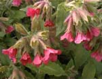Pulmonaria rubra