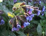 Pulmonaria saccarta