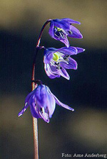 Scilla sibirica