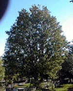 Sorbus aucuparia