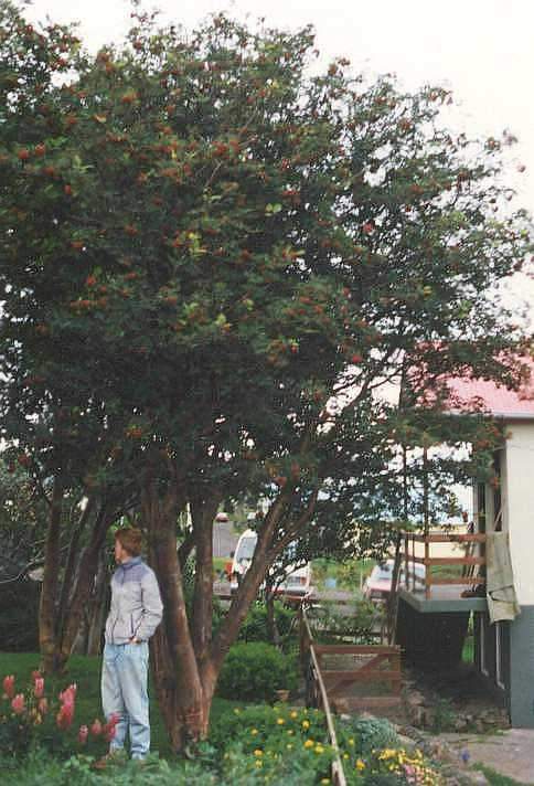 Sorbus aucuparia