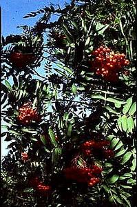 Sorbus decora