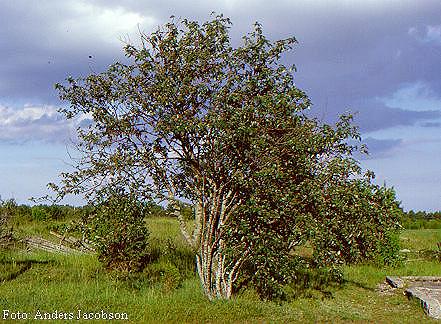 Sorbus hybrida