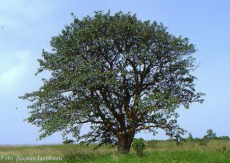Sorbus intermedia