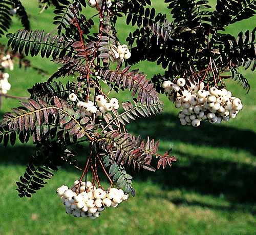 Sorbus koehneana