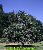 Sorbus mougeotii