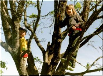 Treet p� Norheim er moro � klatre i!