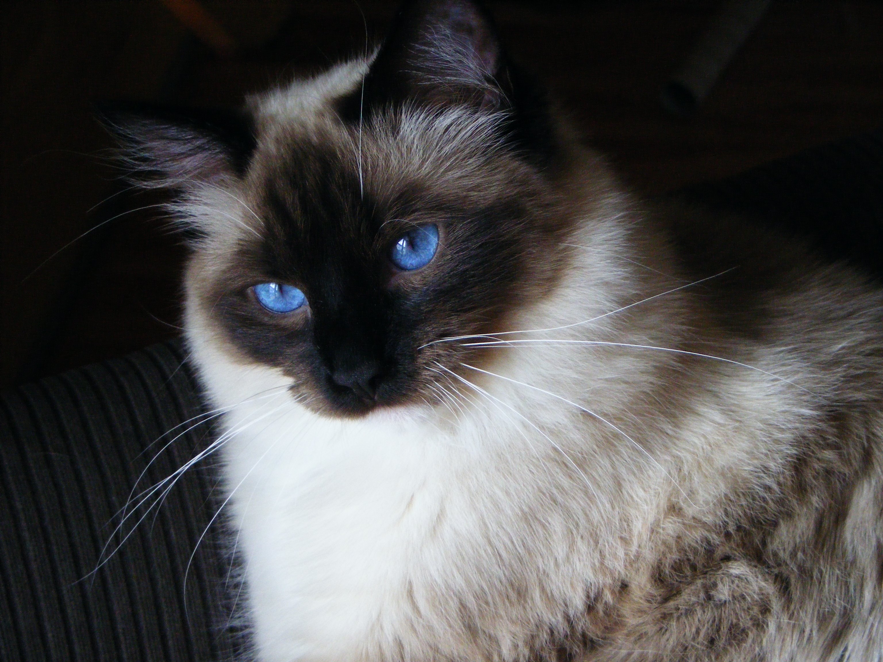 Ragdoll Cat Breeder Toronto Ontario Canada