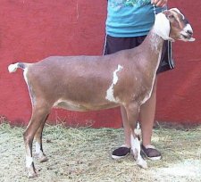 Maureen