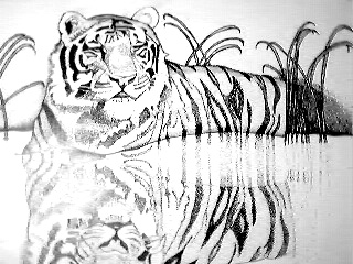 tiger