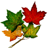fallgif (18K)