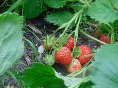 strawberries