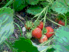 strawberrygif (16K)