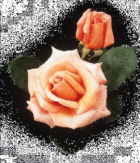 PEACH ROSE OF ADMIRATION AND SYMPATHY
