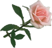 LONG STEM PINK ROSE
