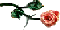 SMALL PEACH ROSE