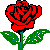 RED ROSE