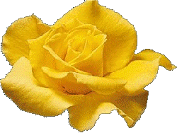 YELLOW ROSE OF FRIENDSHIP