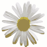Daisy.