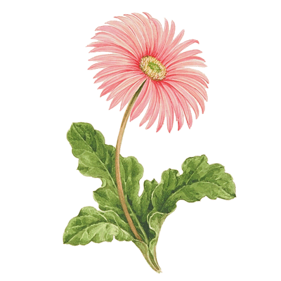 [A Daisy Flower]
