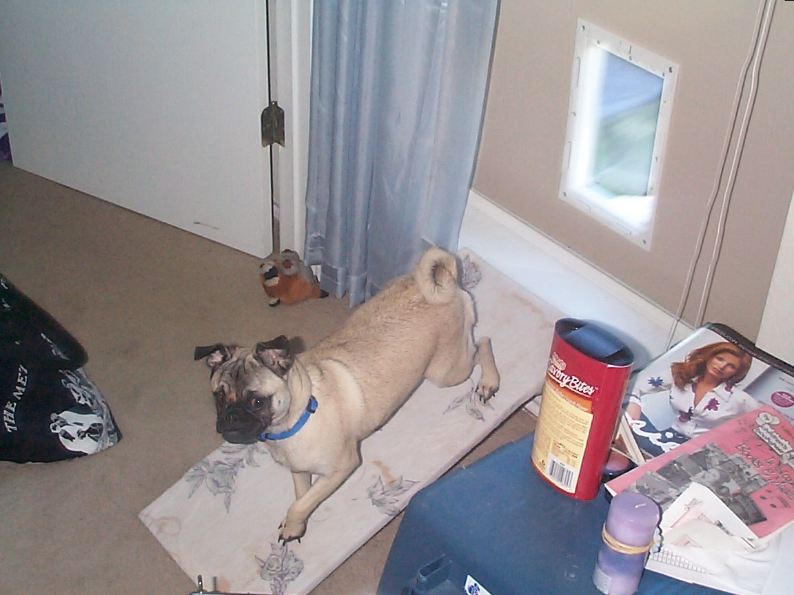 I love my new Doggie Door!