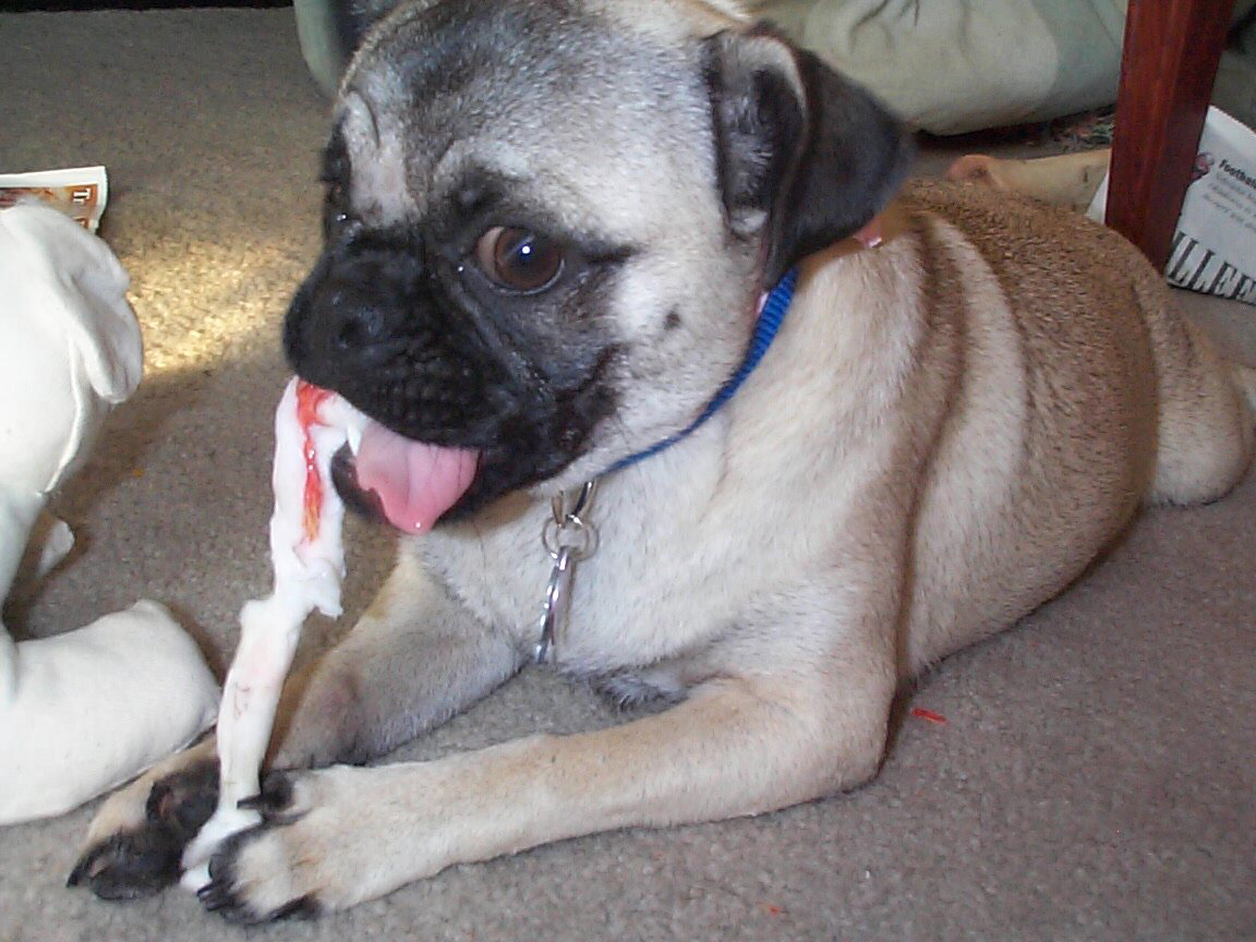 BONE!!!&nbsp; GIVE ME MORE BONES, I AM ALMOST DONE WITH THIS ONE!