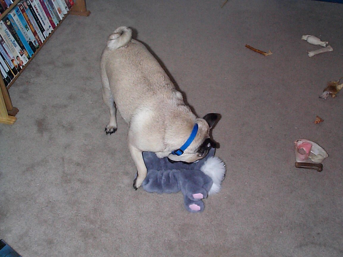 THE BUNNY IS DEAD!