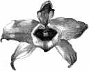 orchid201