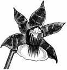orchid202
