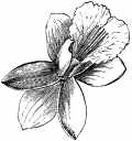 orchid204