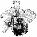 orchid205