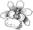 orchid206