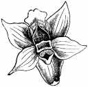 orchid207