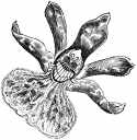 orchid208