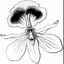 orchid209