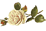 a single whiterose